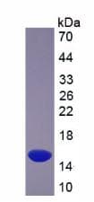 Human SLC2A3 / GLUT3 Protein (Recombinant His, N-Terminal)