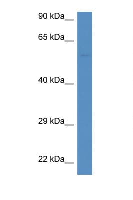 DUOXA1 / NIP Antibody (aa297-346)