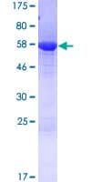 Human SEC13 Protein (Recombinant GST)