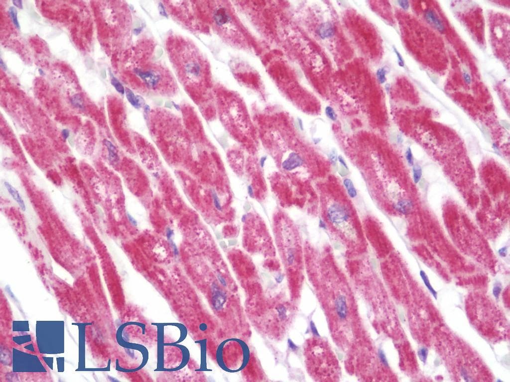 IHC-plus™ TNFSF4 / OX40L / CD252 Antibody (aa102-131)