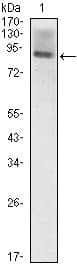ICAM-1 / CD54 Antibody (clone 6G12)