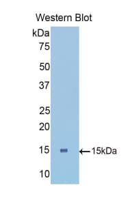 LRPAP1 Antibody (aa184-298, Biotin)