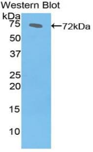 Heat Shock Protein 70 / HSPA1A Antibody (aa1-641)