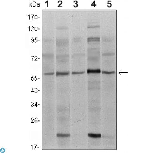 SMAD4 Antibody