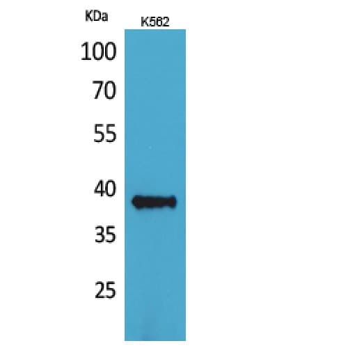 CD1C Antibody (211-260 aa, Internal)