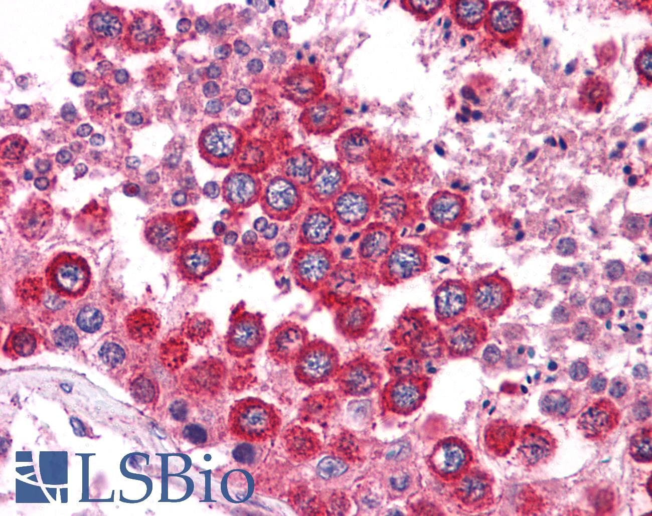 Polyclonal Rabbit anti-Human WNT2B Antibody (N-Terminus, IHC, WB)