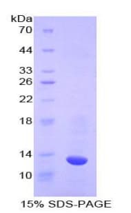 Bovine CASP6 / Caspase 6 Protein (Recombinant His)