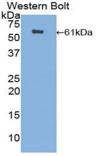 ERG-1 / CUZD1 Antibody (aa218-479)