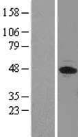 EIF3S5 / EIF3F Protein (Over-Expression Lysate Myc-DDK (Flag))