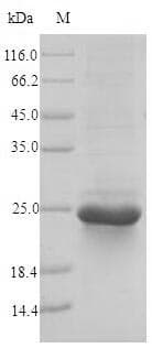 Trichoderma rodA / Hydrophobin Protein (Recombinant 6His-SUMO, N-terminus)