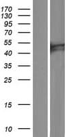 C6orf168 Protein (Over-Expression Lysate Myc-DDK (Flag))