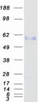 Human EDIL3 / DEL1 Protein (Recombinant Myc-DDK (Flag))