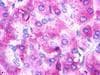 PathPlus™ UTS2R / GPR14 Antibody (N-Terminus)