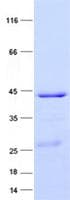 Human COXIV / COX4 Protein (Recombinant GST, N-terminus + His, C-terminus)