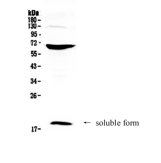 Polyclonal Rabbit anti-Human CD40L Antibody (WB)
