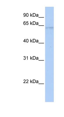 POLL / DNA Polymerase Lambda Antibody (C-Terminus)
