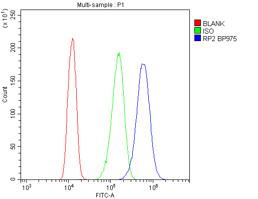 Polyclonal Rabbit anti-Human RP2 Antibody (IHC, WB)