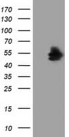 NT5DC1 Antibody (clone OTI2B12)