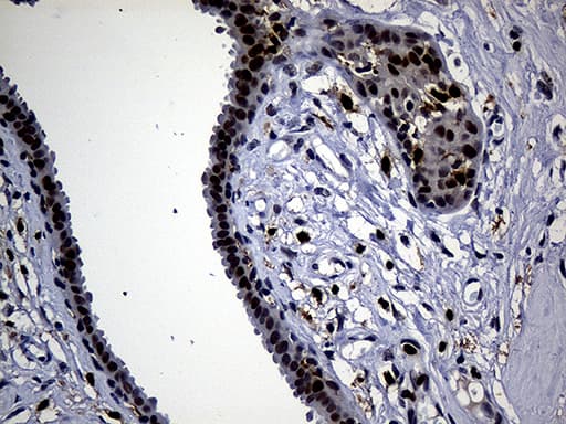 ALOX5 / 5-LOX Antibody (aa18-364, clone OTI1C1, Carrier-free)