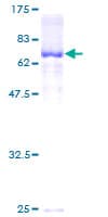 Human SERPINA10 / PZI Protein (Recombinant GST)