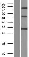 CLEC4G Protein (Over-Expression Lysate Myc-DDK (Flag))