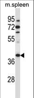 TBCC Antibody (aa20-49)