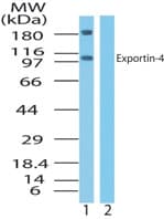 Polyclonal Rabbit anti-Human XPO4 / Exportin 4 Antibody (aa850-950, WB)