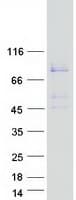 Human HSPA12B Protein (Recombinant Myc-DDK (Flag))