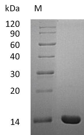 Human IL2 Protein (Recombinant)