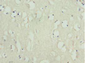 KIF3A Antibody