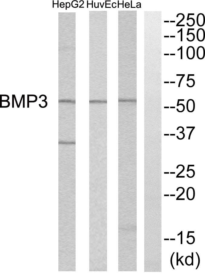 BMP3 Antibody