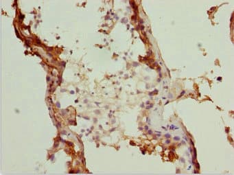 SUPT4H1 / SPT4 Antibody