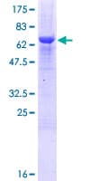 Human ZCCHC2 Protein (Recombinant GST)