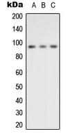 Polyclonal Rabbit anti-Human VCP Antibody (Internal, IHC, WB)
