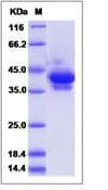 Human PTH / Parathyroid Hormone Protein (Recombinant Human IgG1 Fc, N-terminus)