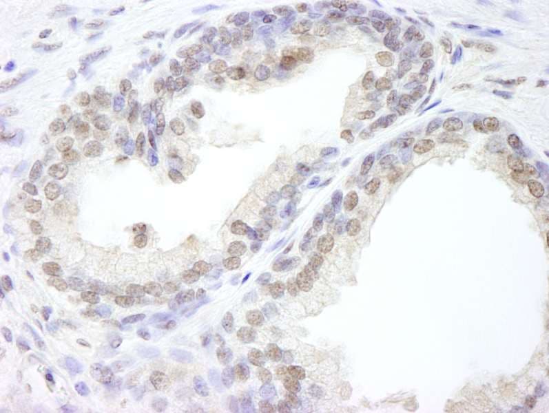 USP47 Antibody (aa1237-C-term)