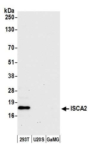 Polyclonal Rabbit anti-Human ISA2 / ISCA2 Antibody (aa1-50, WB)