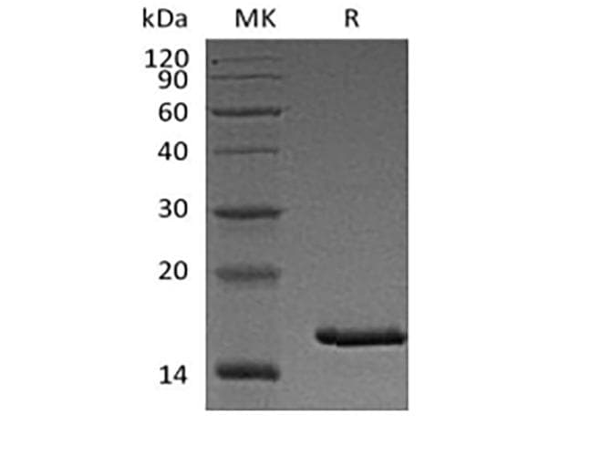 Cynomolgus TSLP Protein (Recombinant 6His, C-terminus)