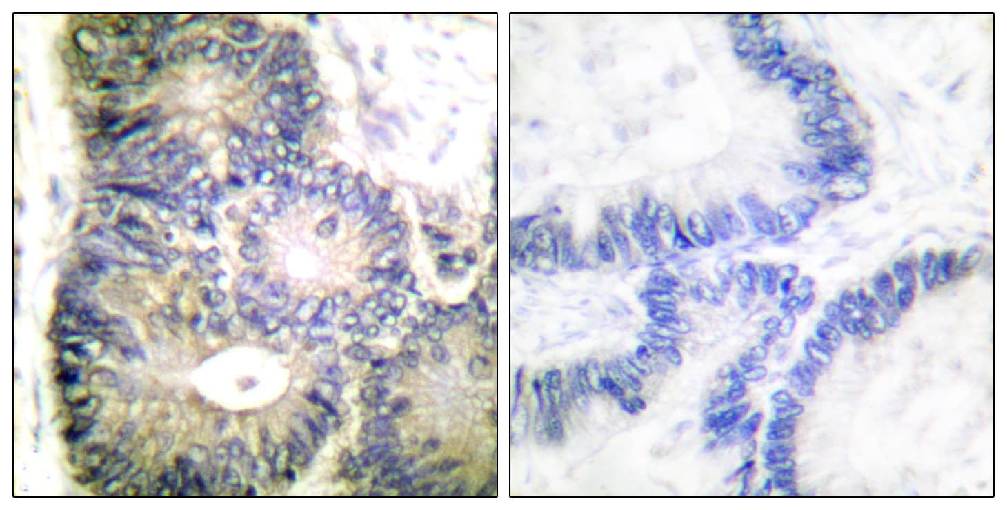 CYCS / Cytochrome c Antibody (aa10-59)