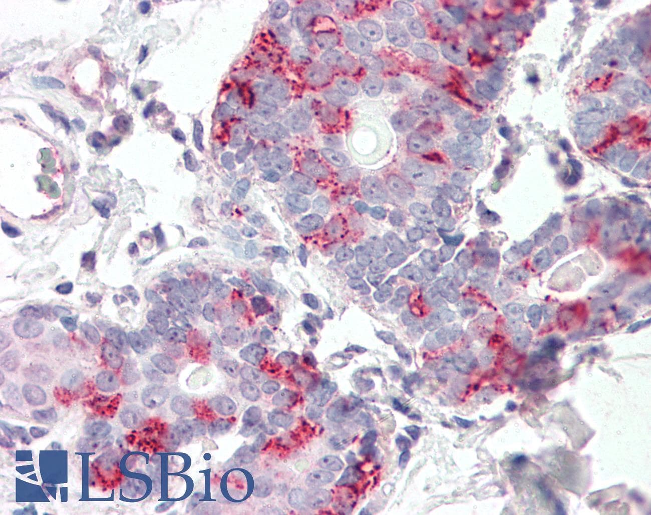 IHC-plus™ KIAA1324 / maba1 Antibody (N-Terminus)