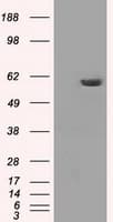 PPP5C Antibody (clone OTI2E12)