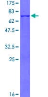 Human CTSL / Cathepsin L Protein (Recombinant GST)