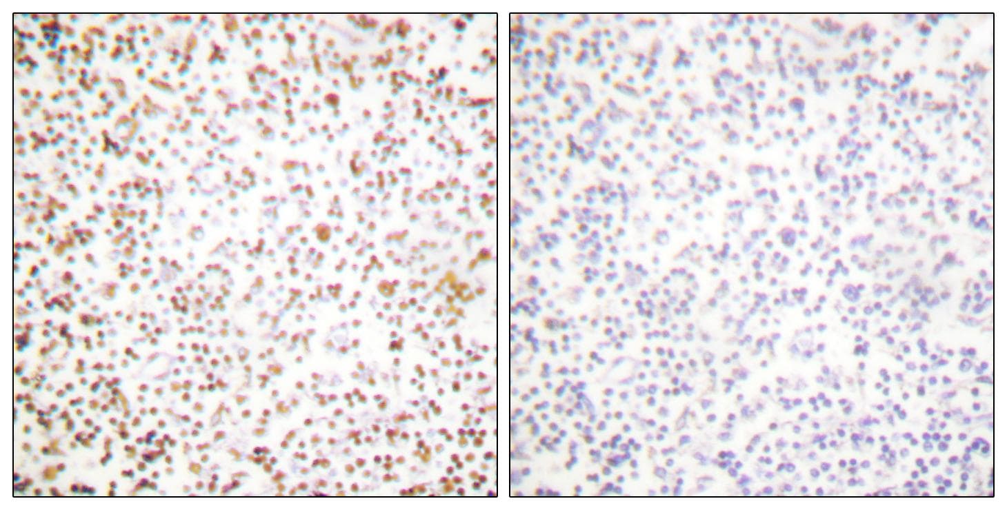 POU2F1 / OCT1 Antibody
