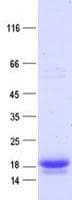 Human PIP / GCDFP-15 Protein (Recombinant DDK,C-terminus)