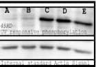 Phosphoserine Antibody