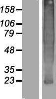 TMEM37 Protein (Over-Expression Lysate Myc-DDK (Flag))