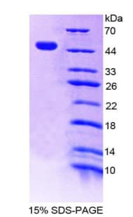 Rat CD30L / CD153 Protein (Recombinant His-GST)