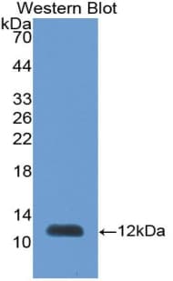 PEX2 / PAF-1 Antibody (aa233-305, Cy3)