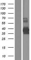Human PCBP3 Protein (Over-Expression Lysate Myc-DDK (Flag))