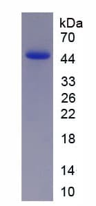 Rat PPARA / PPAR Alpha Protein (Recombinant His-GST, N-terminus)